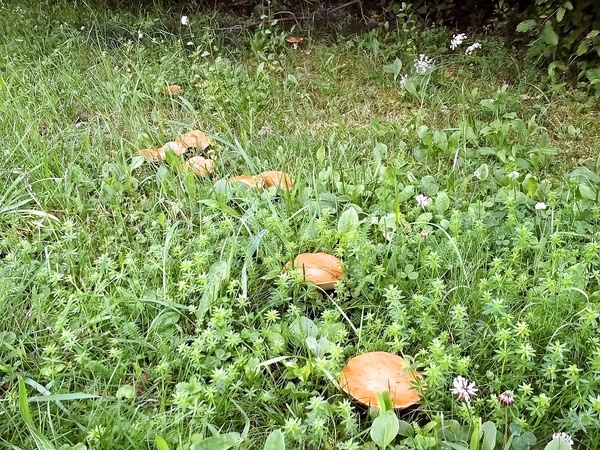 Hubový pekáč č.3 - so šalviou (fotorecept) - obrázok 2