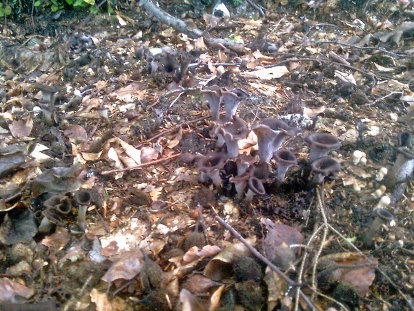 Hubová hrianka (fotorecept) - obrázok 1