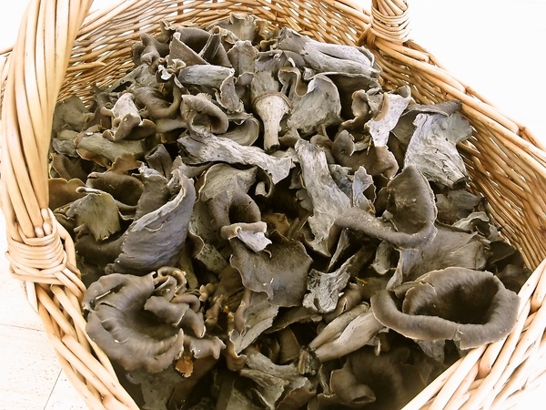 Hubová hrianka (fotorecept) - obrázok 2