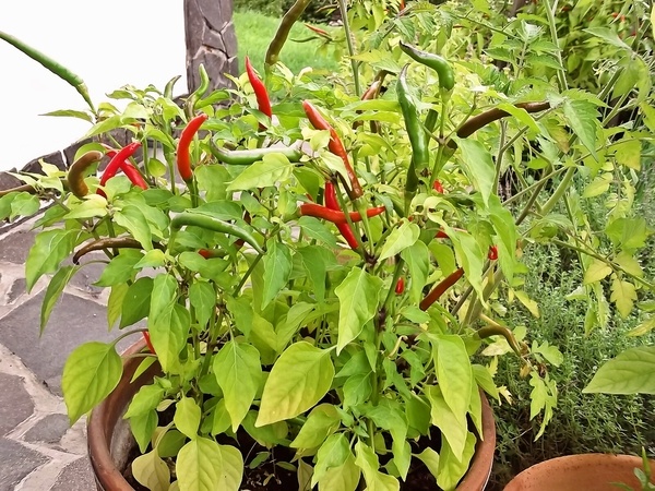 Hubová hrianka (fotorecept) - obrázok 7