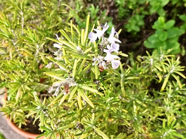 Kuracie inšpirované Šuei-ču-žou (fotorecept) - obrázok 9