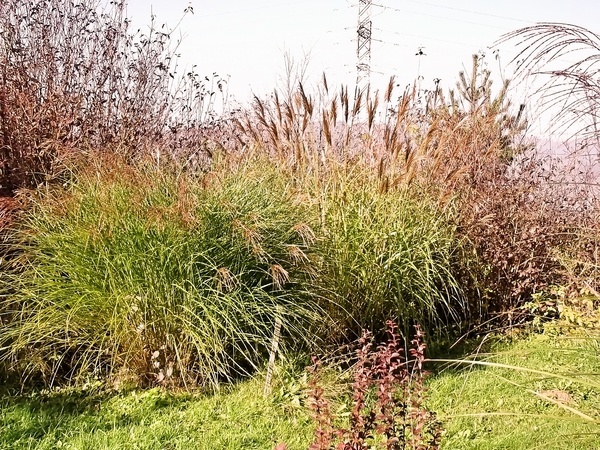 Žeby čína? (fotorecept) - obrázok 10