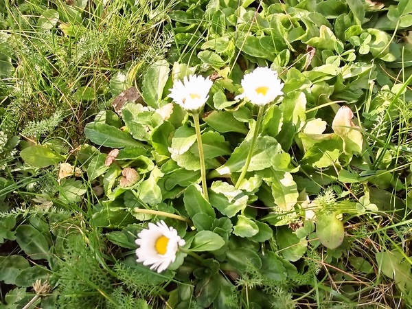 Taglioliny al nero di seppia s kalmárom (fotorecept) - obrázok 9