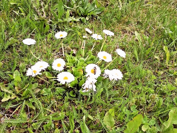 Medvedie cestoviny (fotorecept) - obrázok 5