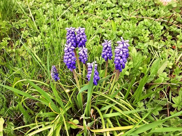 Medvedie morčacie prsia ako čína (fotorecept) - obrázok 7