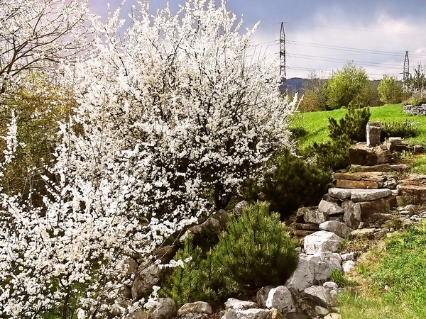 Bylinková nátierka - obrázok 3