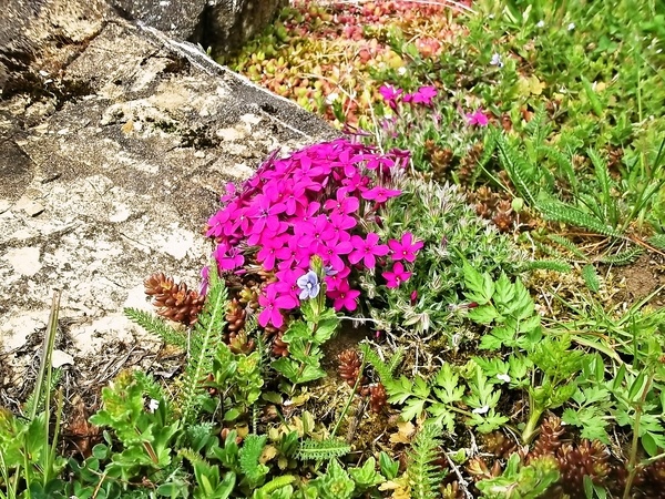 Špargľa s omáčkou z chillipecorina - obrázok 3