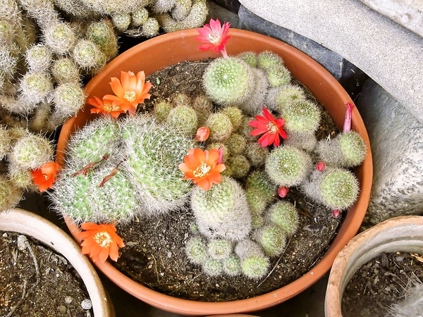 Hovädzia nožina so sušenými paradajkami a hubami (fotorecept) - obrázok 8