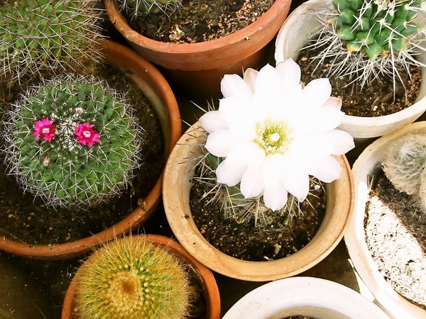 Hovädzina na provensálsky spôsob (fotorecept) - obrázok 10