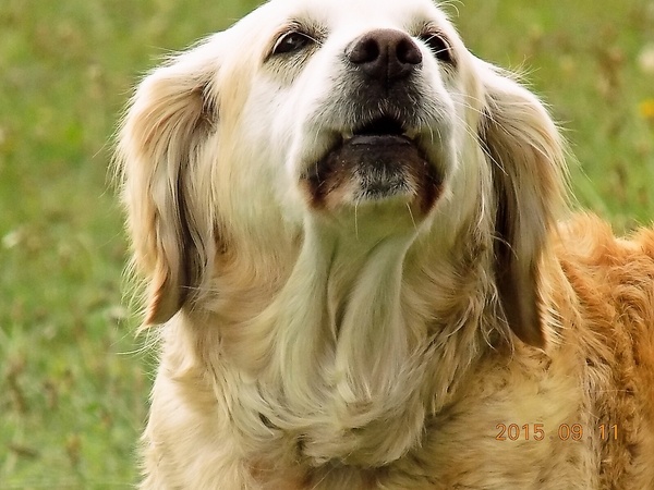 Mandľový (orechový) koláč (fotorecept) - obrázok 5