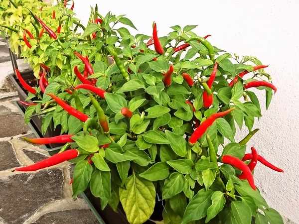 Stifado (fotorecept) - obrázok 8