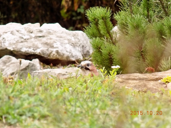 Cestoviny so smotanovo-syrovou omáčkou na slanine (fotorecept) - obrázok 5