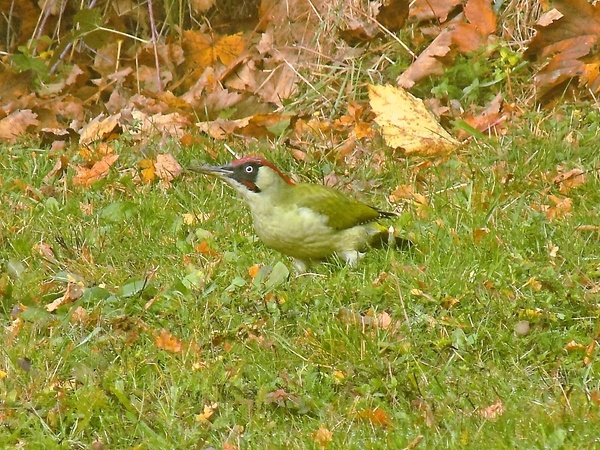 Flank steak s dijonskou omáčkou (fotorecept) - obrázok 5