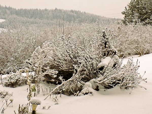 Plnená bravčová panenka s chuťou stredomoria (fotorecept) - obrázok 6