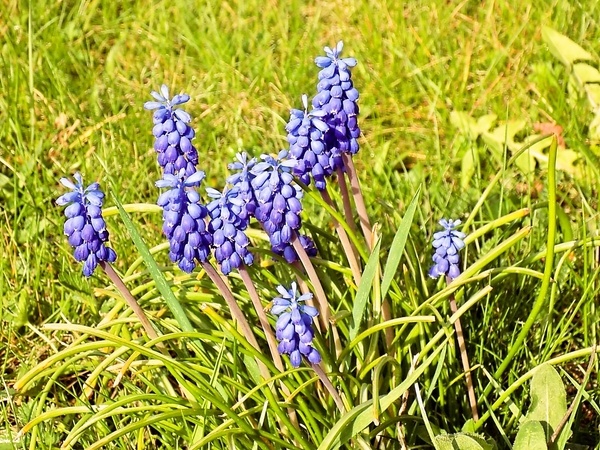 Cestoviny s medvedím cesnakom (fotorecept) - obrázok 5