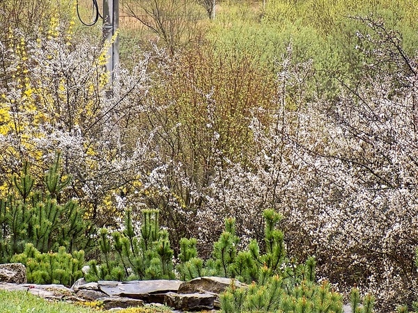 Hovädzia nožina na pive s medvedím cesnakom (fotorecept) - obrázok 9
