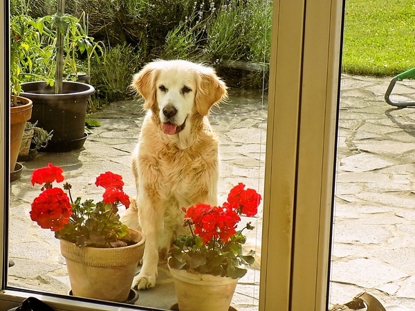 Morčacie prsia piatich vôní (fotorecept) - obrázok 6