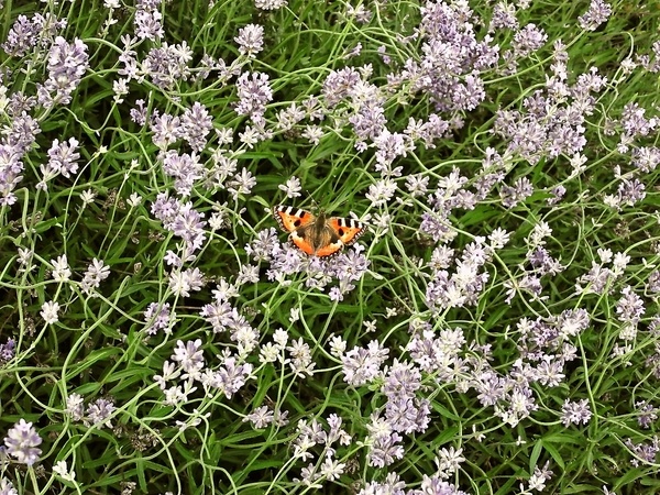 Morčacie prsia piatich vôní (fotorecept) - obrázok 7