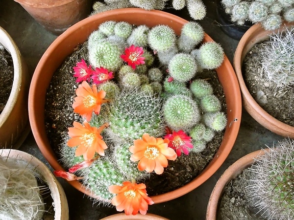 Cestoviny pacchero a la Amatriciana (fotorecept) - obrázok 7