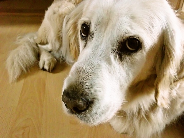 Kokosovo-špaldová bábovka - obrázok 2