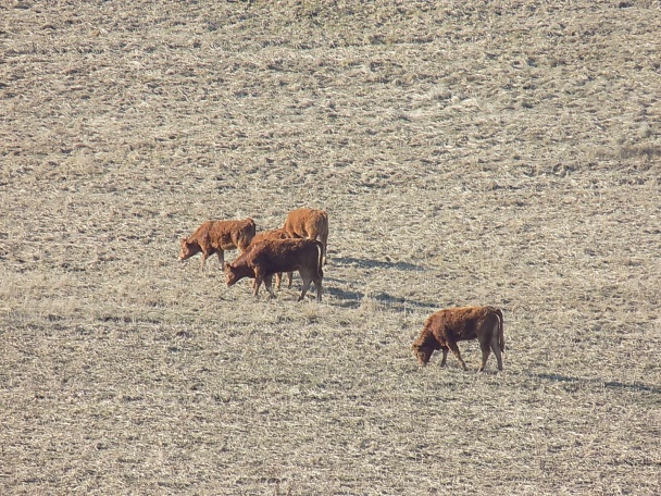Morčacie stehno na víne (fotorecept) - obrázok 5
