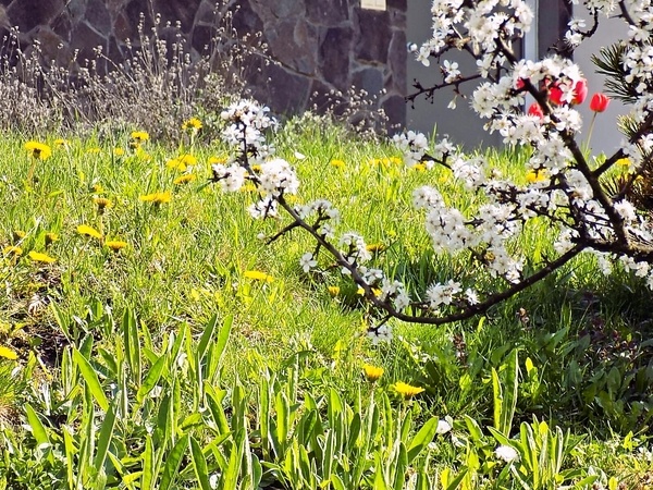 Hanger steak s teriyaki marinádou (fotorecept) - obrázok 4