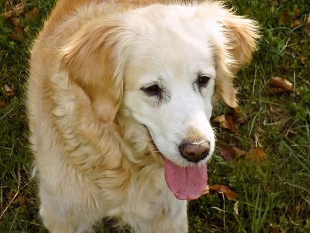 Zelená špargľa so slovenskou ryžou (fotorecept) - obrázok 7