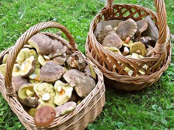 Hubové fašírky bez rožkov a múky (fotorecept) - obrázok 1