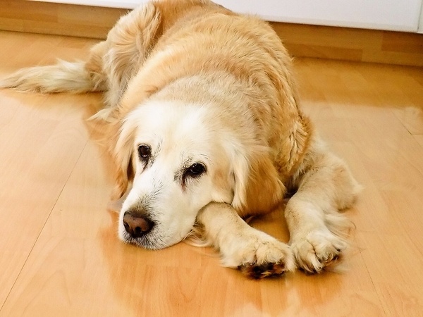 Brokolicovo-karfiolová polievka bezlepková (fotorecept) - obrázok 4