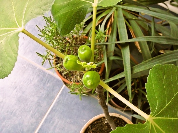 Krkovička na víne s hubami (fotorecept) - obrázok 6