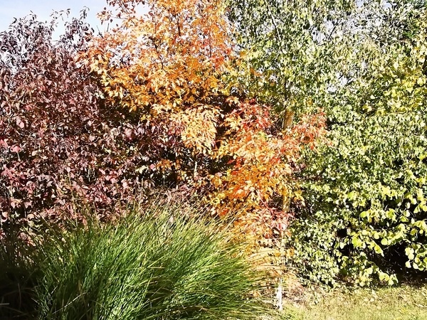 Kapustovo-cviklový šalát - obrázok 2