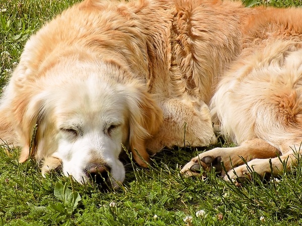 Zapečená cvikla na spôsob lasagní (fotorecept) - obrázok 9