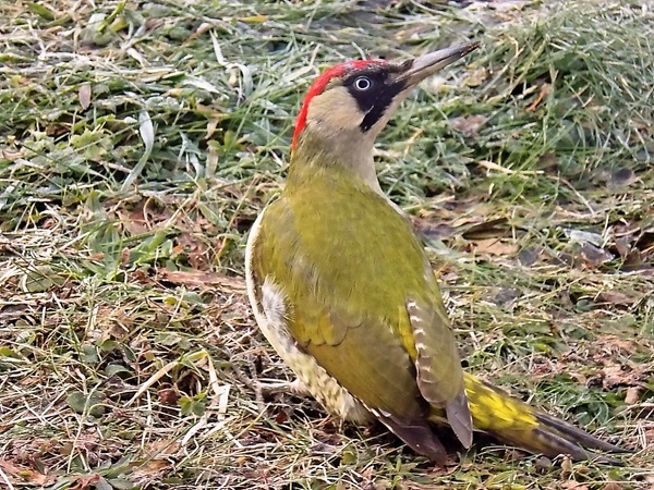 Syrový šalát s cviklou - obrázok 2