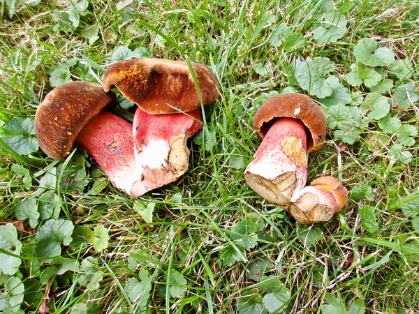 Panenka na spôsob číny - obrázok 4