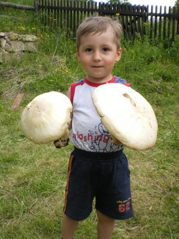 Slaný hubový  koláč (fotorecept) - obrázok 1