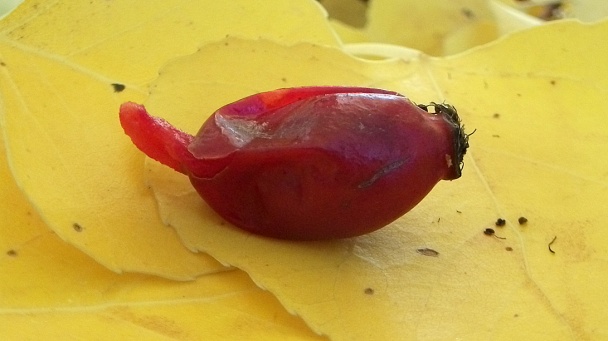 Šípkový lekvár prírodný - obrázok 1